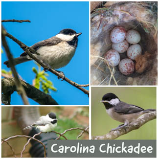 Carolina Chickadee